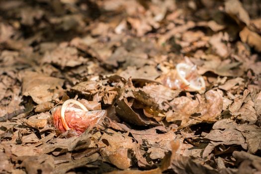 a used condom speckled with blood threw in the autumn forest, polluted the nature