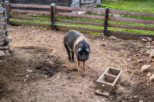 a pig in the yard to the country