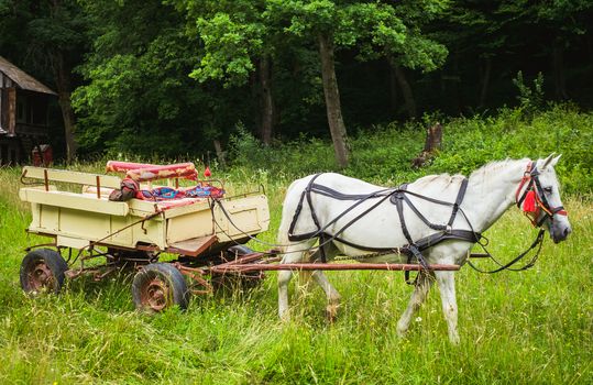 a white horse with a wooden carriage in the green grass