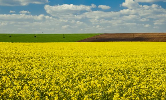 agricultural field with rapeseed in spring