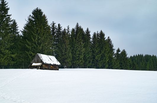 an abandoned sheepfold hut with pine trees