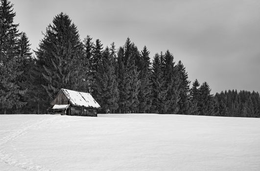 an abandoned sheepfold hut with pine trees