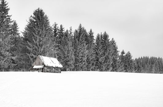 an abandoned sheepfold hut with pine trees