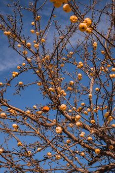 apple without leaves with golden apples