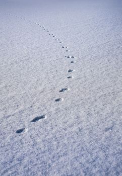 Animal Traces in fresh loose snow