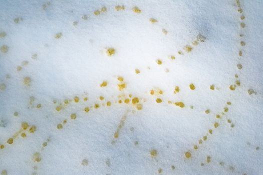 Animal yellow urine pee in fresh snow