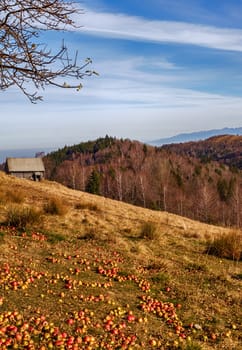 apples fallen in the grass with old hut in the background