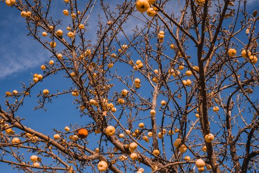 apple without leaves with golden apples