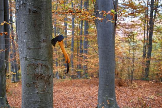 an axe stuck up in the tree stump in autumn beech forest