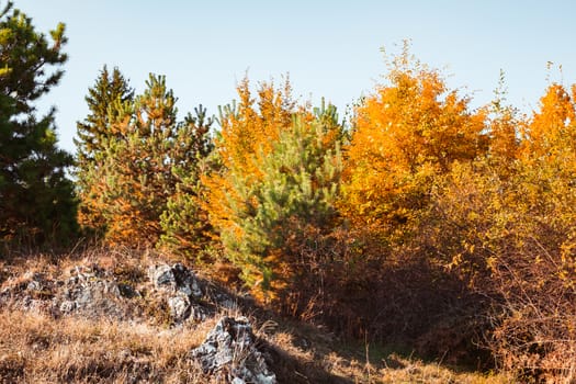 autumn landscape on sunny day, Cindrel mountains, Sibiu county, Romania