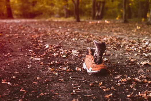 an brogue in the autumn forest