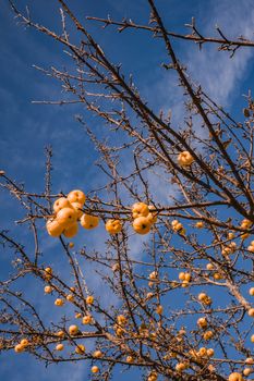 apple without leaves with golden apples