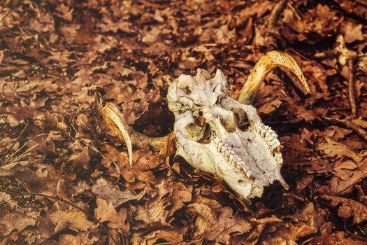 animal skull in the autumn forest