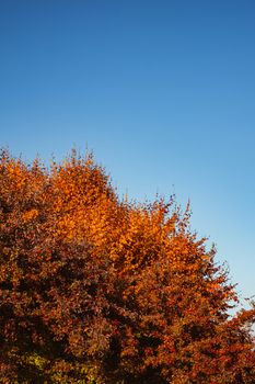 autumn landscape on sunny day, Cindrel mountains, Sibiu county, Romania