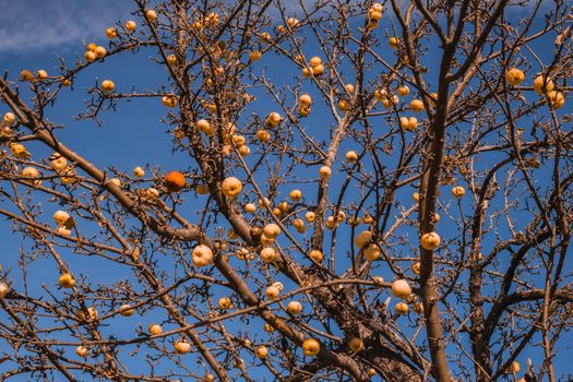 apple without leaves with golden apples