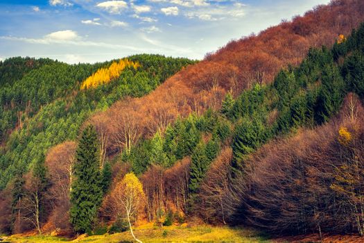 Autumn forest with pine and birch trees near the Rasinari village, Sibiu county, Romania