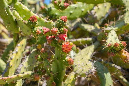 Beautiful blooming wild desert cactus flower