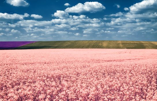 agricultural field with rapeseed in spring infrared filter