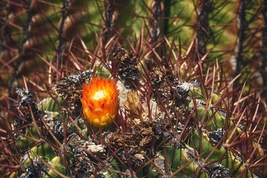 Beautiful blooming wild desert cactus flower