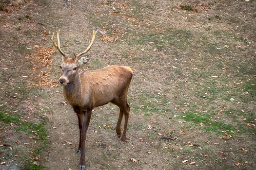 Carpathian brown deer with branched horns in nature, Romania, Europe.