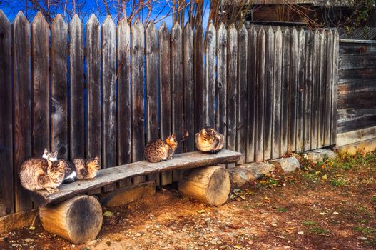cats on the bench in front of the country house