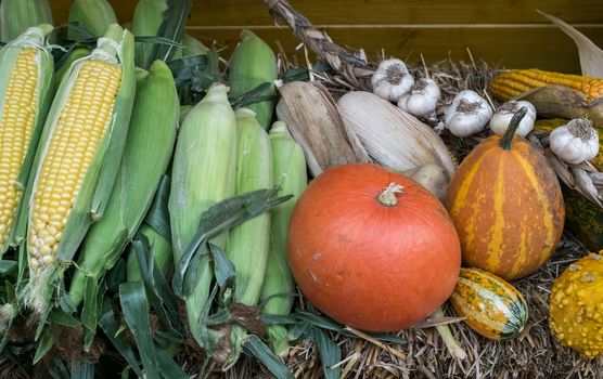 Autumn products composition with pumpkins, maize, garlic on straw