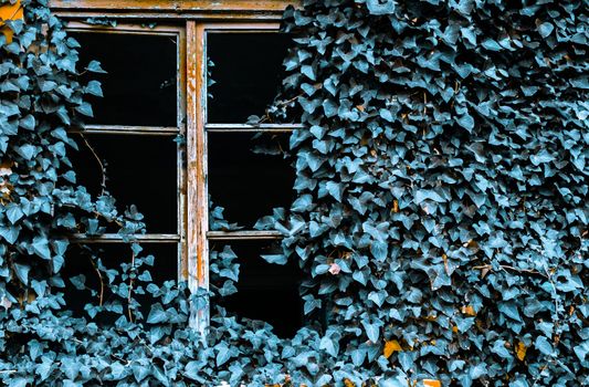 broken window of an abandoned building covered in blue ivy plant