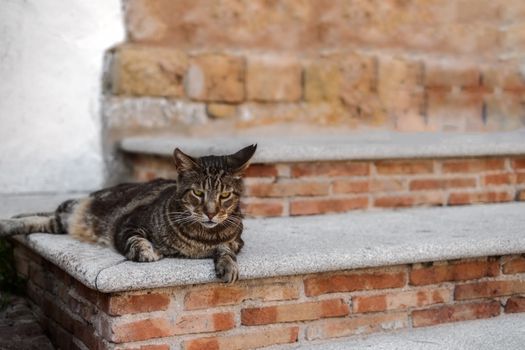Cat lengthened on the stairs