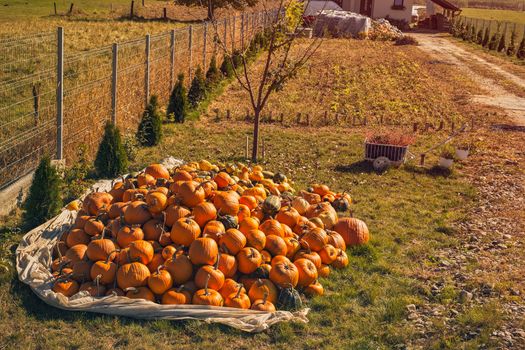 autumn pumpkins in the country yard