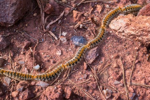 Caterpillars in the row on the red soil