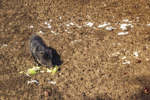 baby wild boar eating cabbage and red beet