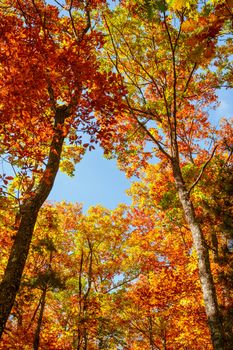Beautiful autumn landscape with yellow trees,green, sun and blue sky