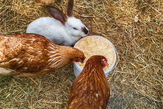 chickens and rabbits in the yard at the farm