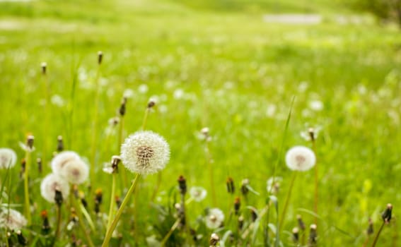 close up dandelion in the field