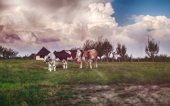 cows in the pasture