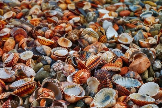 Colorful seashells on the beach