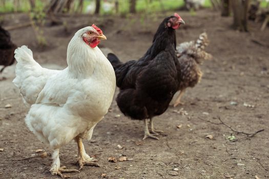 chickens in the yard