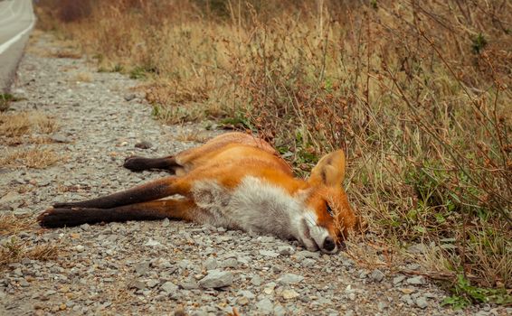 dead fox on the edge of the road