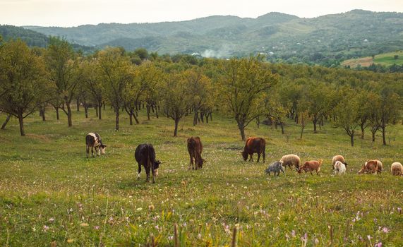 Cows, sheeps and goats grazing