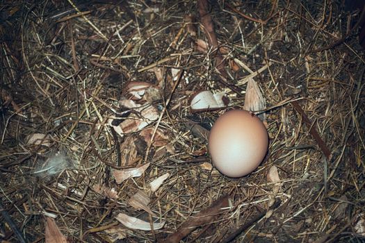 Fresh egg in the nest
