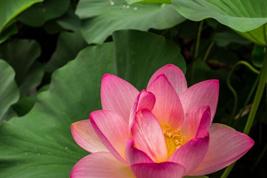 Egyptian lotus on the Lake from the Circus park, Bucharest, Romania