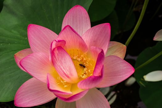 Egyptian lotus on the Lake from the Circus park, Bucharest, Romania