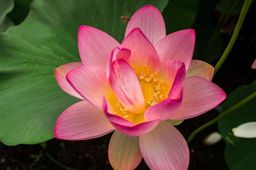 Egyptian lotus on the Lake from the Circus park, Bucharest, Romania