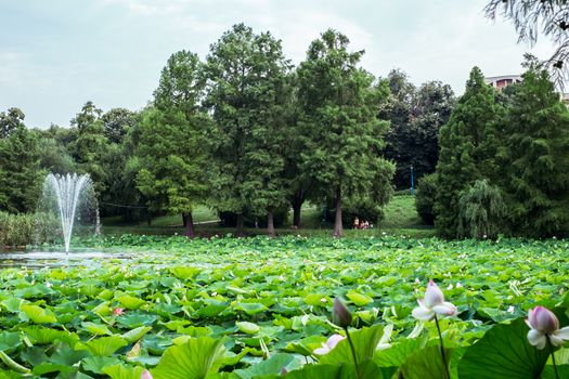 Egyptian lotus on the Lake from the Circus park, Bucharest, Romania