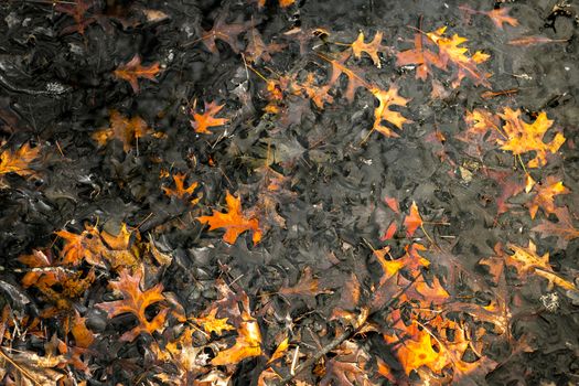dry leaves floating on the surface of the water, top view