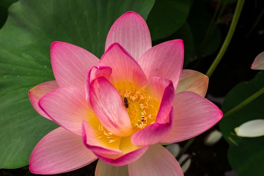 Egyptian lotus on the Lake from the Circus park, Bucharest, Romania