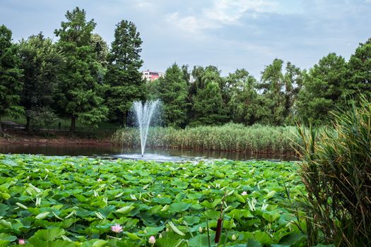 Egyptian lotus on the Lake from the Circus park, Bucharest, Romania