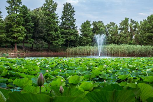 Egyptian lotus on the Lake from the Circus park, Bucharest, Romania