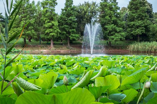 Egyptian lotus on the Lake from the Circus park, Bucharest, Romania
