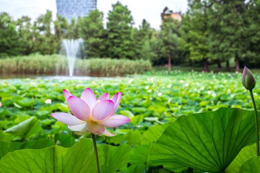 Egyptian lotus on the Lake from the Circus park, Bucharest, Romania